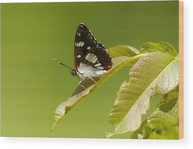 Nature Wood Print featuring the photograph Butterfly by Cliff Norton