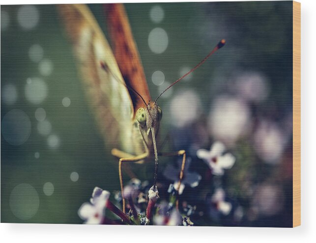 On1 Effects Wood Print featuring the photograph Butterfly close up by Roberto Pagani