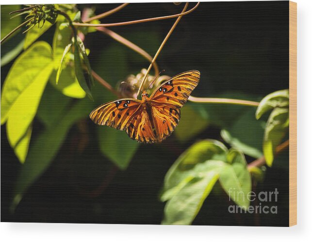 Nature Wood Print featuring the photograph Butterfly in Spring by George Kenhan