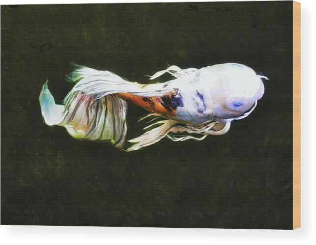 Koi Wood Print featuring the photograph Butterfly Koi Fish by Kirsten Giving