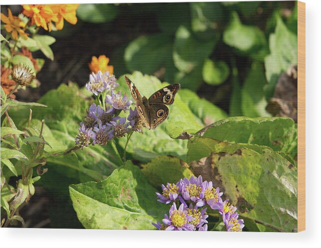 Butterfly Wood Print featuring the photograph Butterfly Moth by Karen Ruhl