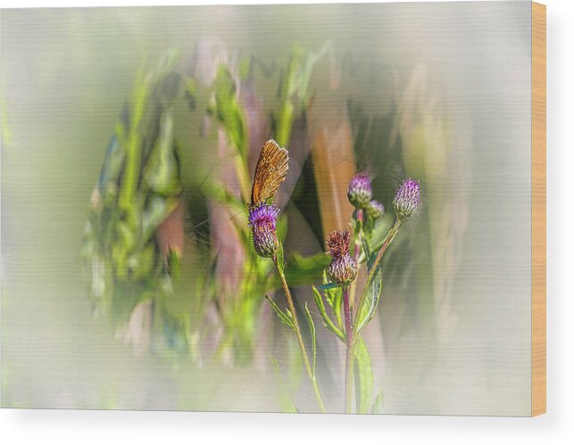 Butterfly On Thistle Bloom Wood Print featuring the photograph Butterfly on thistle bloom @h7 by Leif Sohlman