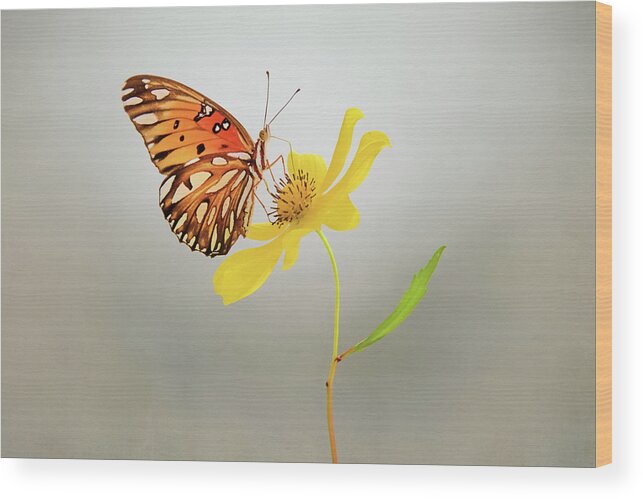 Butterfly On Yellow Flower Wood Print featuring the photograph Butterfly on Yellow Flower by Steven Michael