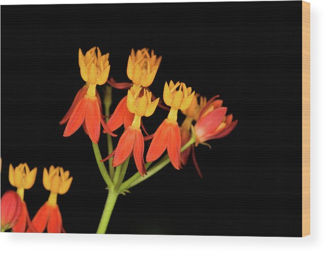 Tropical Milkweed Wood Print featuring the photograph Butterfly Weed by Diane Macdonald