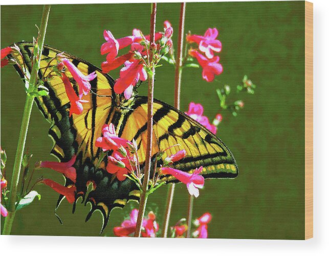 Butterfly Wood Print featuring the photograph Butterfly's Dream by Patricia Haynes