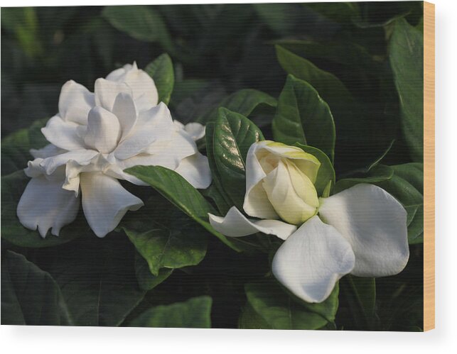 Gardenia Wood Print featuring the photograph Buttermint Gardenia by Tammy Pool