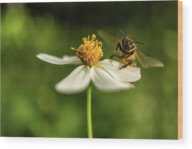 Flowers Wood Print featuring the photograph Buzz Off by Louise Lindsay