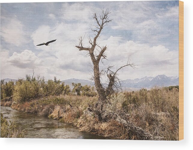 Bald Eagle Wood Print featuring the photograph By the Creek by Michele Cornelius