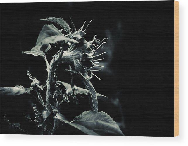 Sunflower Wood Print featuring the photograph By the Light Of The Moon by Sue Capuano