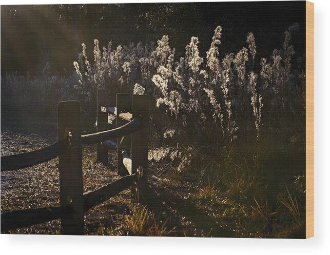 Wildflowers Wood Print featuring the photograph By The Way by Steven Sparks