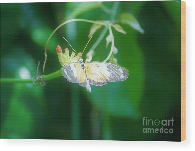 Cleveland Ohio Butterfly Wood Print featuring the photograph c4 by Merle Grenz