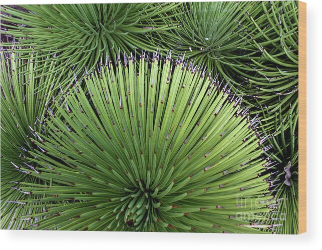 Top Wood Print featuring the photograph Cacti Composition by Susan Vineyard