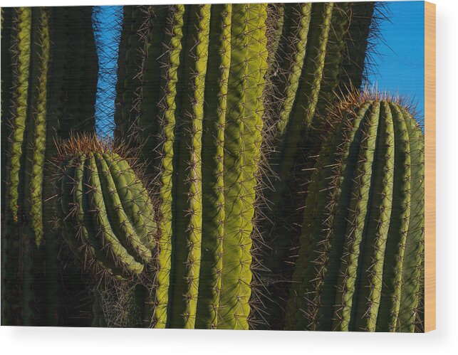 Cacti Wood Print featuring the photograph Cacti by Derek Dean