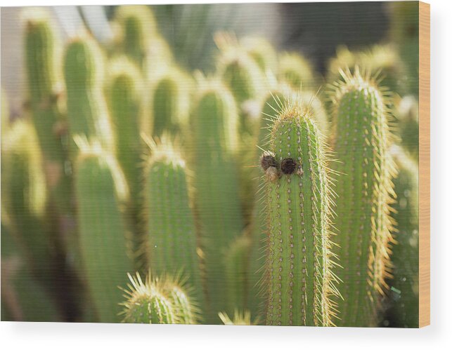 Cactus Wood Print featuring the photograph Cactus Incognito by The Flying Photographer