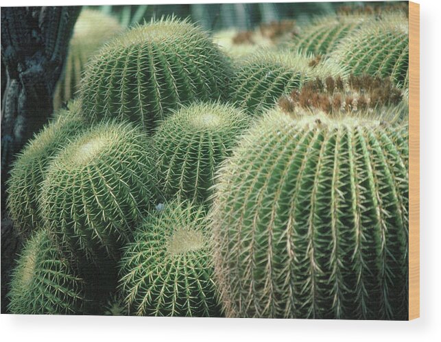 Cactus Wood Print featuring the photograph Cactus 4 by Andy Shomock