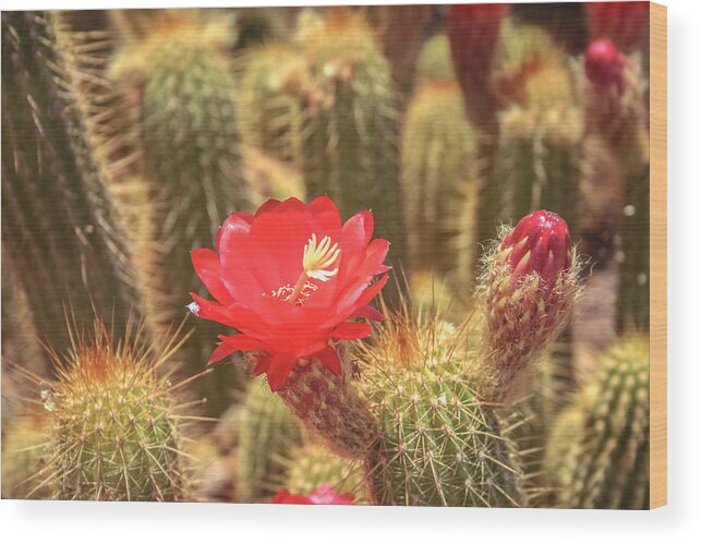 Cactus Wood Print featuring the photograph Cactus bloom by Darrell Foster
