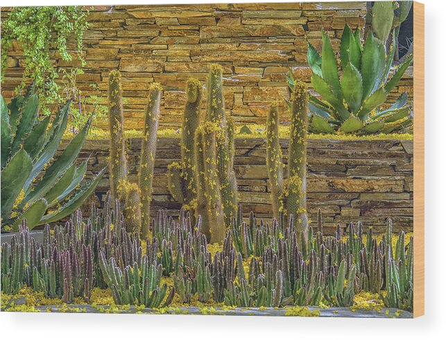 Cactus Wood Print featuring the photograph Cactus Garden 5861-041118-1cr by Tam Ryan