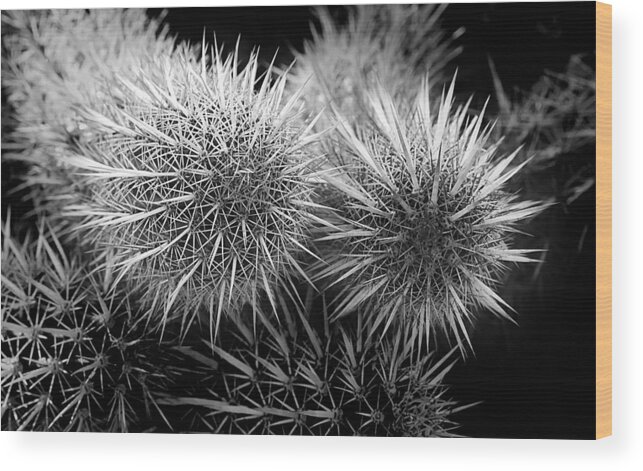 Cactus Wood Print featuring the photograph Cactus Spines by Phyllis Denton