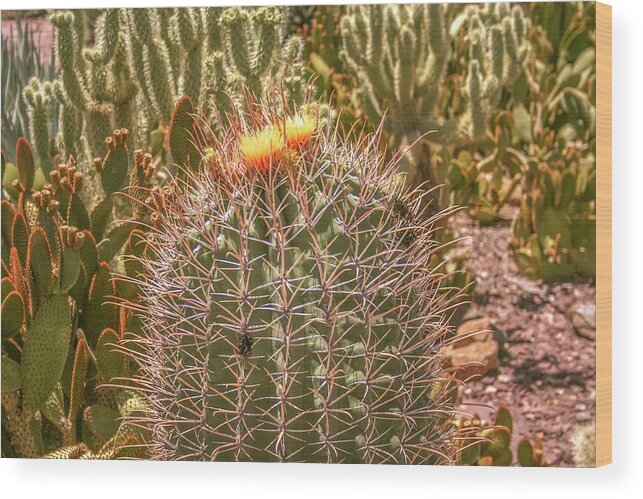 Cactus Wood Print featuring the photograph Cactus yellowtop by Darrell Foster