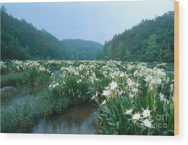 Cahaba River Wood Print featuring the photograph Cahaba River With Lilies by Jeffrey Lepore