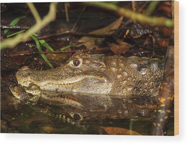 Rainforest Wood Print featuring the photograph Caiman Mom by Arthur Dodd