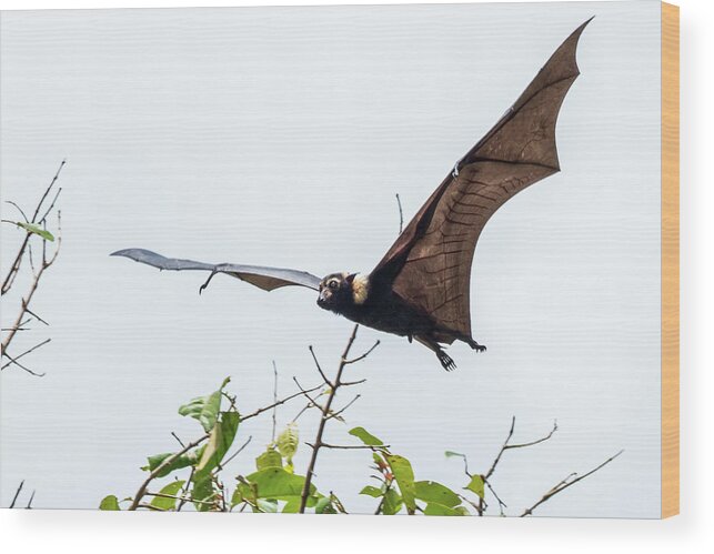 Fruit Bat Wood Print featuring the photograph Cairns Fruit Bat by Walt Sterneman