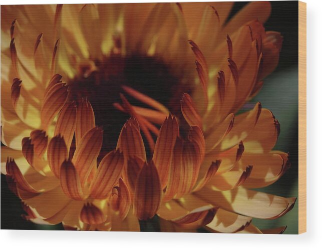 Glow Wood Print featuring the photograph Calendula Glow by Laura Davis