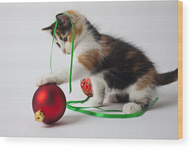 Calico Kitten Christmas Ornaments Wood Print featuring the photograph Calico kitten and Christmas ornaments by Garry Gay