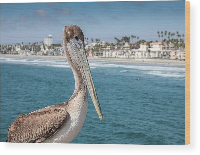 Animal Wood Print featuring the photograph California Pelican by John Wadleigh