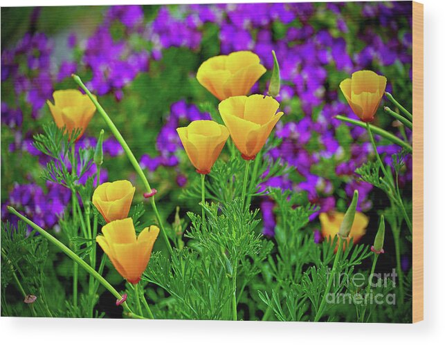 California Wood Print featuring the photograph California Poppies by Michael Cinnamond