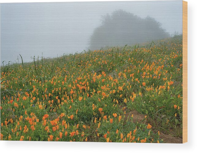 California Poppies Wood Print featuring the photograph California Poppies on Volcan Mountain by TM Schultze