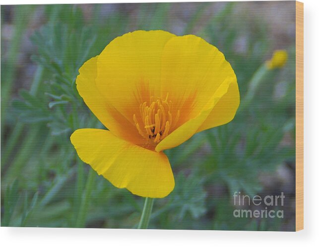 Poppy Wood Print featuring the photograph California Poppy by Kelly Holm