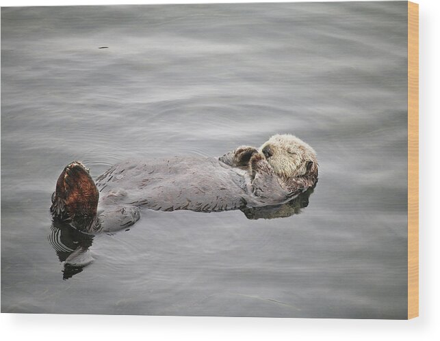 Morro Bay Wood Print featuring the photograph California Sea Otter by Art Block Collections