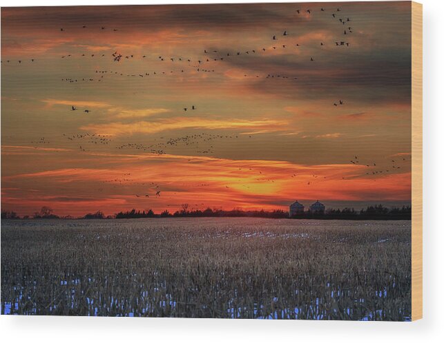 Sandhill Cranes Wood Print featuring the photograph Call of the River by Susan Rissi Tregoning
