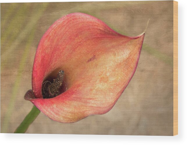 Calla Wood Print featuring the photograph Calla Lilly by Jurgen Lorenzen