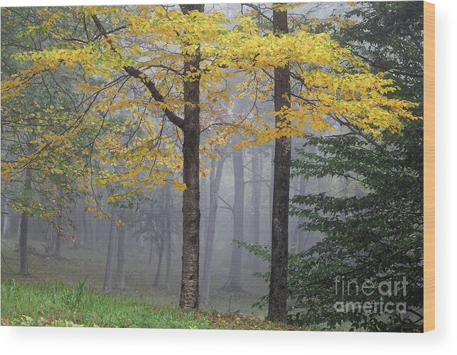 Birch Wood Print featuring the photograph Yellow birch tree in fog by Kevin Shields