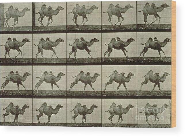 Muybridge Wood Print featuring the photograph Camel by Eadweard Muybridge