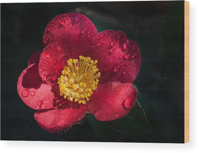 Red Flower Wood Print featuring the photograph Camellia In Rain by Catherine Lau