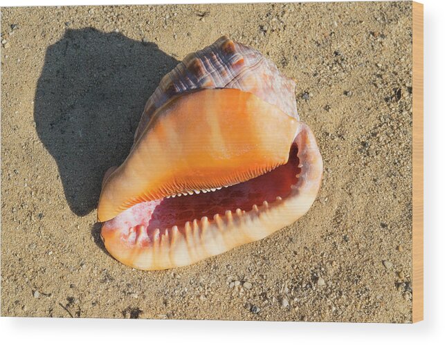Cameo Seashell Wood Print featuring the photograph Cameo Seashell Cassis Rufa by Frank Wilson