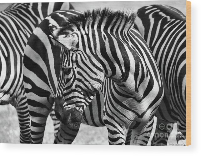 African Animals Wood Print featuring the photograph Camouflage in Black and White by Sandra Huston