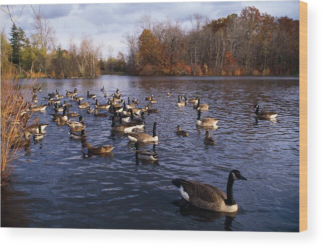 Photography Wood Print featuring the photograph Canada Geese Branta Canadensis by Panoramic Images