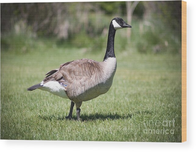 Wildlife Wood Print featuring the photograph Canada Good Close Up by Cindy Singleton