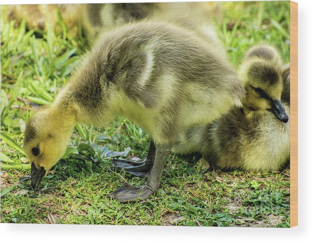 Canada Goose Wood Print featuring the photograph Canada Goose Gosling by Gary Whitton
