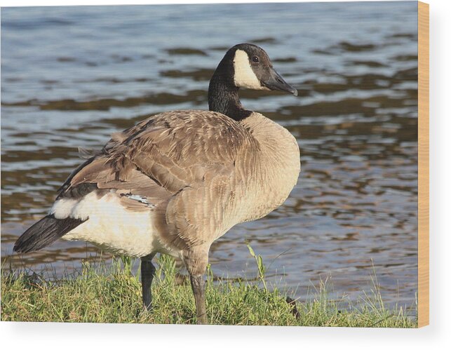 Nature Wood Print featuring the photograph Canada Goose Standing at Waters Edge by Sheila Brown