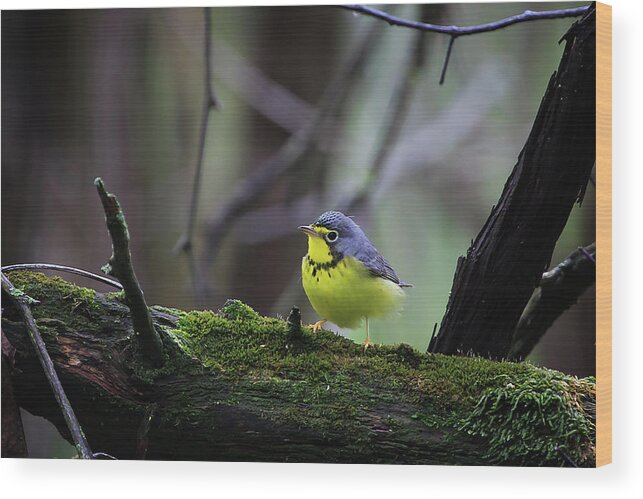 Necklace Wood Print featuring the photograph Canada Warbler by Gary Hall