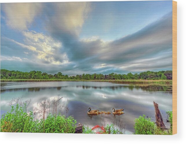 Animal Wood Print featuring the photograph Canadian Geese on a Marylamd pond by Patrick Wolf