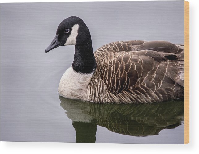 Canadian Goose Wood Print featuring the photograph Canadian Goose at Rio by Don Johnson