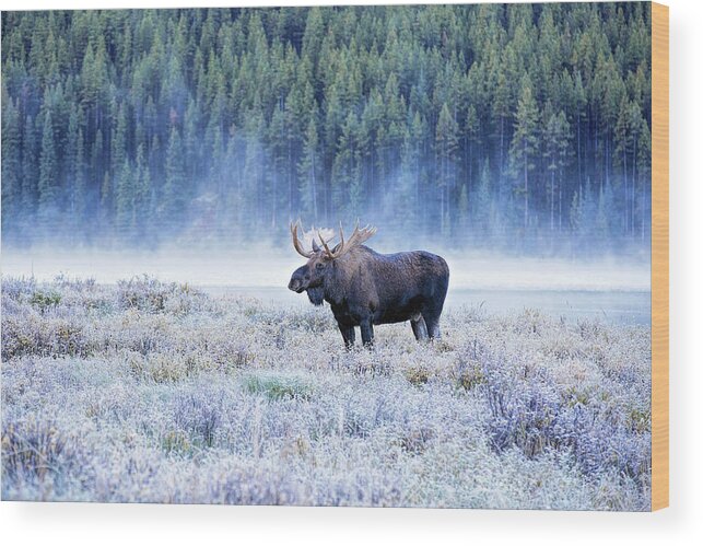 Moose Wood Print featuring the photograph Moose in Canada by Deborah Penland