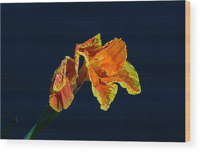 Nature Wood Print featuring the photograph Canna by Kenneth Albin