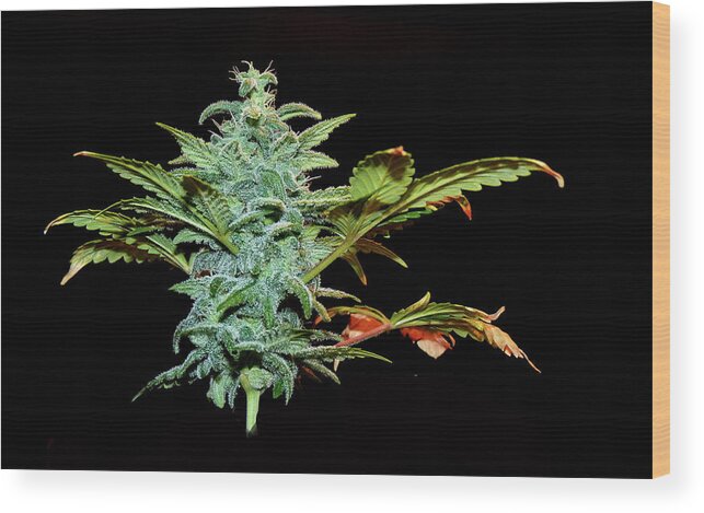 Weed Wood Print featuring the photograph Weed by Stuart Harrison